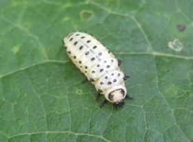 Larve des Pappelblattkäfers Chrysomela populi