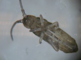 collembole_280.jpg