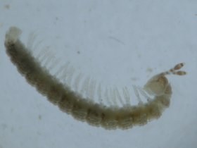 diplopoda13_280.jpg