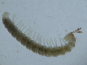 diplopoda13_280.jpg