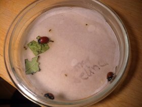 Fraßexperiment mit dem Blattkäfer Chrysomela populi