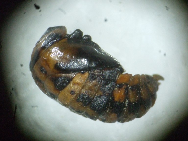 gastrophysa_viridula_puppe.JPG