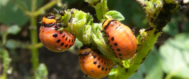 Phytophagen: Larven des Kartoffelkaefers