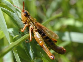 Auch Feldheuschrecken sind phytophag.