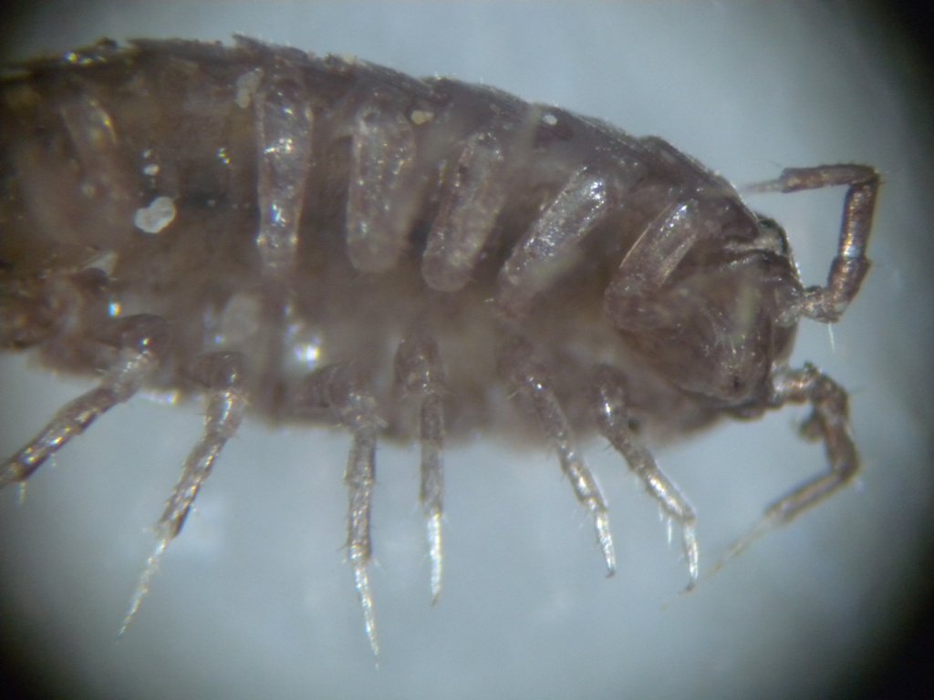 oniscidea_1024.jpg