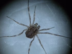 opiliones_280.jpg