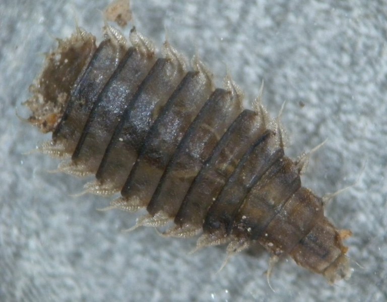 stratiomyidae_larve2_1024.jpg