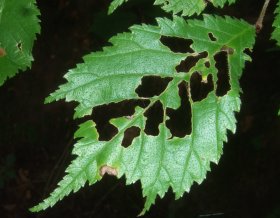 Fraßbild an Blättern einer Ulme Ulmus