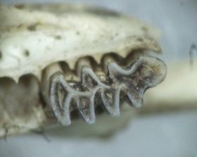 arvicola_terrestris_unterkiefer_280.jpg