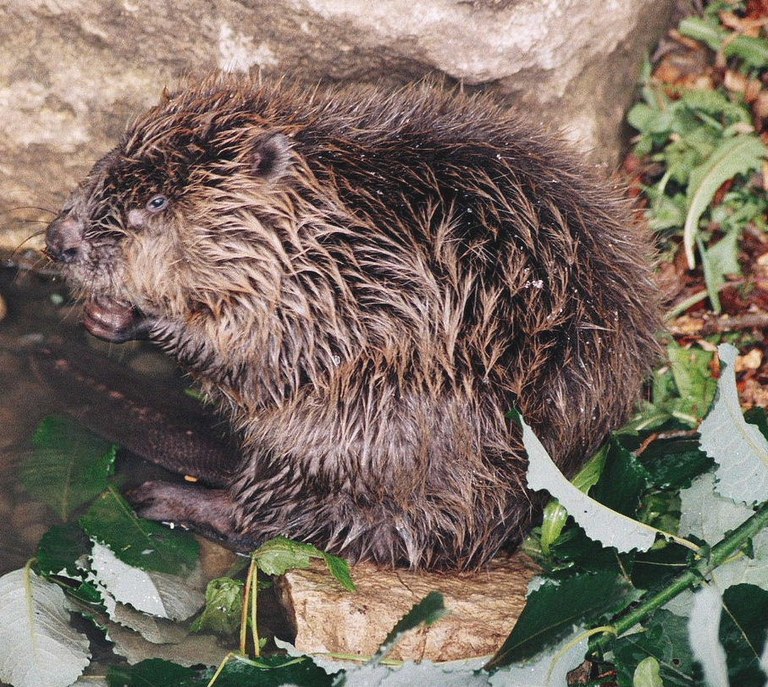 castor_fiber2_bettina_saettele.jpg