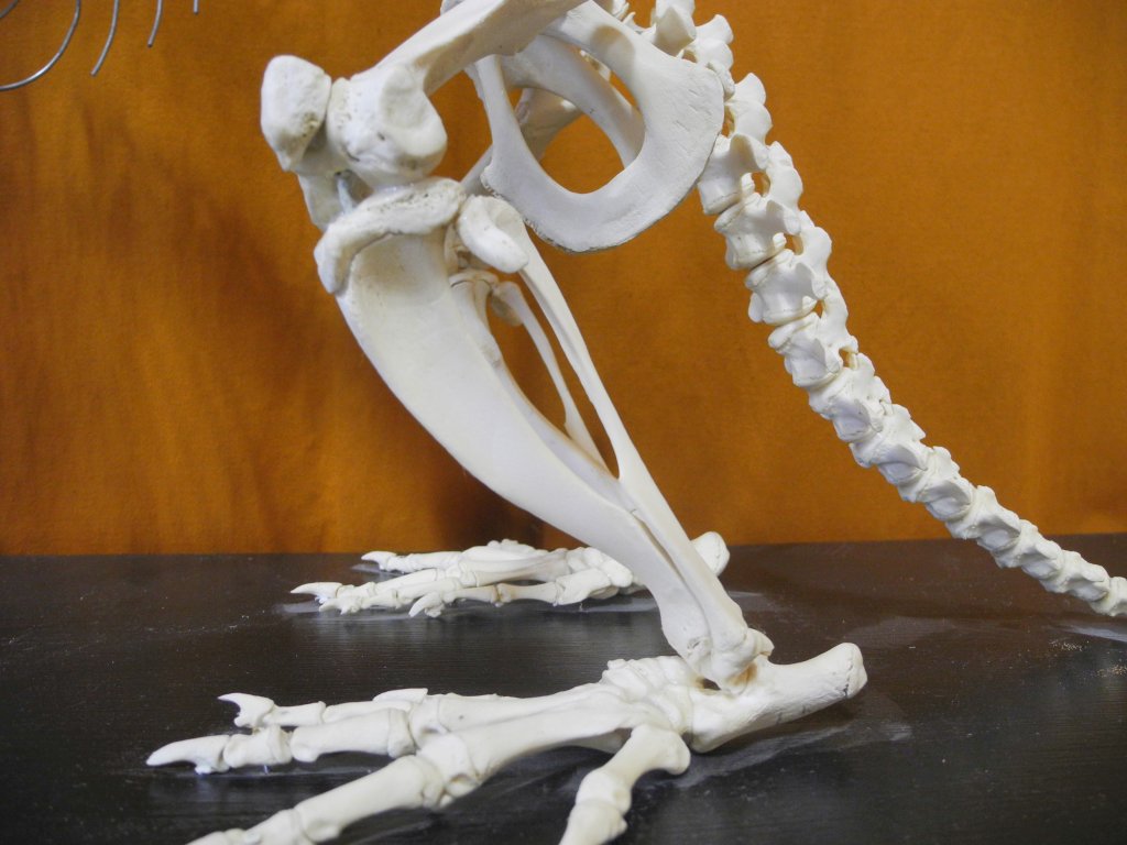 castor_fiber_beinskelett1_1024.jpg
