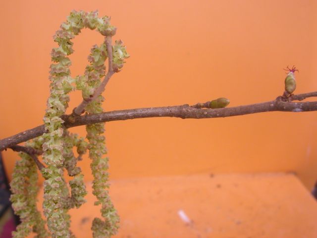 corylus_avellana.jpg