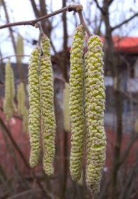 corylus_avellana_maennlich_280.jpg