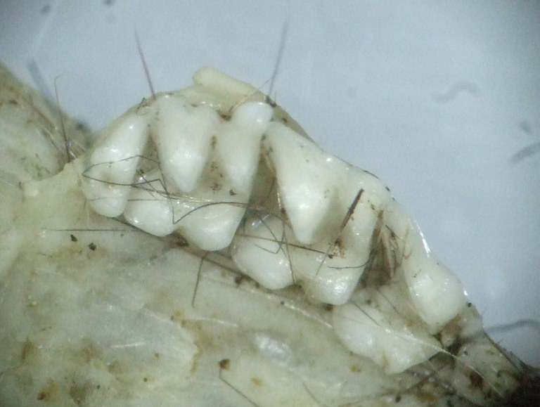 crocidura_oberkiefer_1024.jpg
