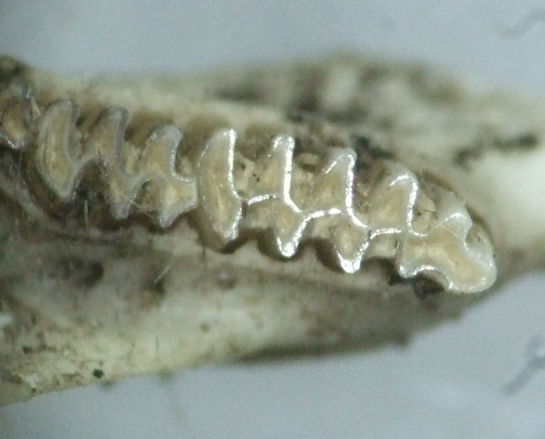 microtus_arvalis_unterkiefer_1024.jpg