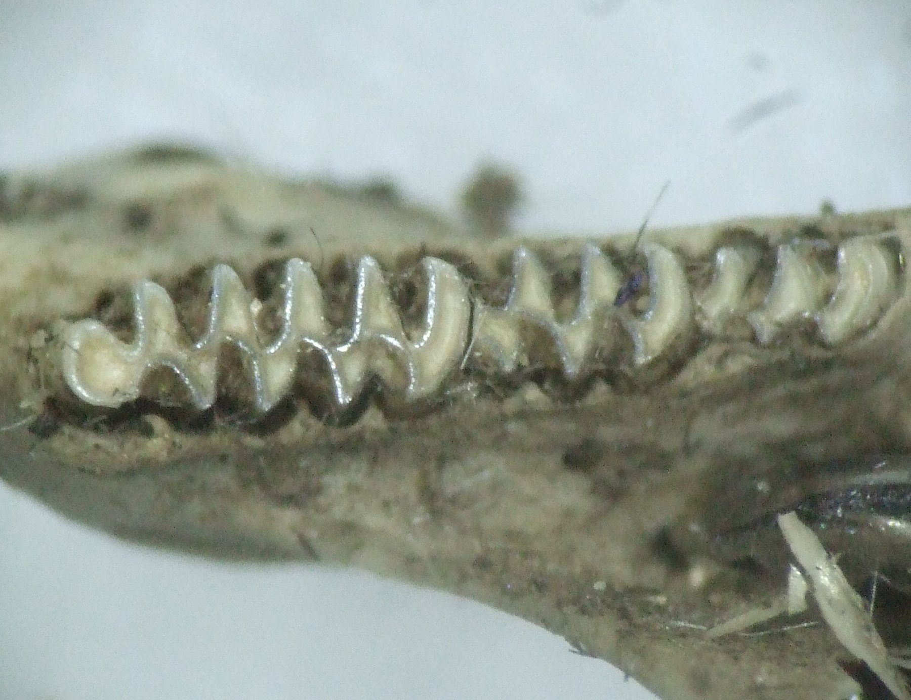 microtus_arvalis_unterkiefer_1_1024.jpg