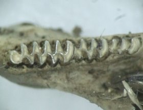 microtus_arvalis_unterkiefer_1_280.jpg