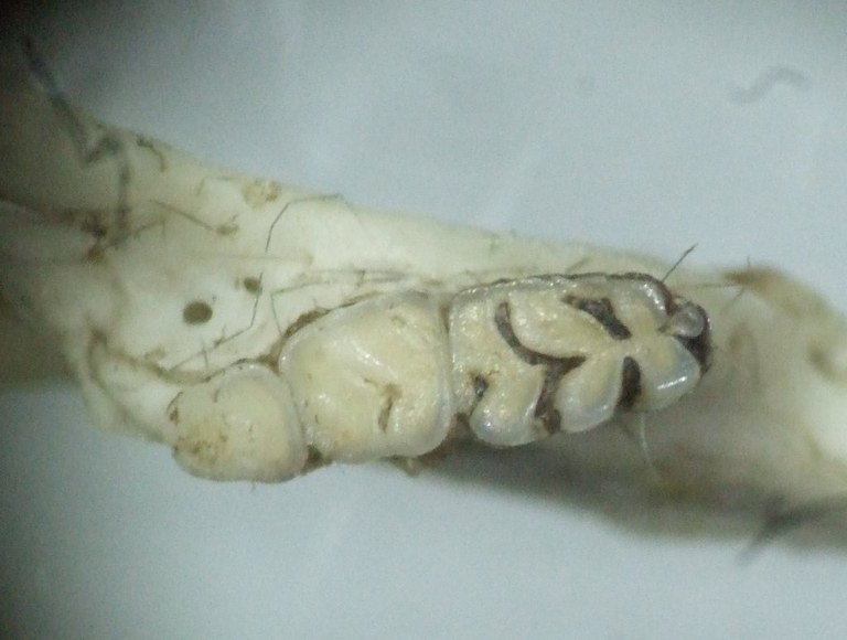 muridae_unterkiefer_backenzaehne_1024.jpg