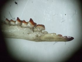 sorex_unterkiefer_280.jpg