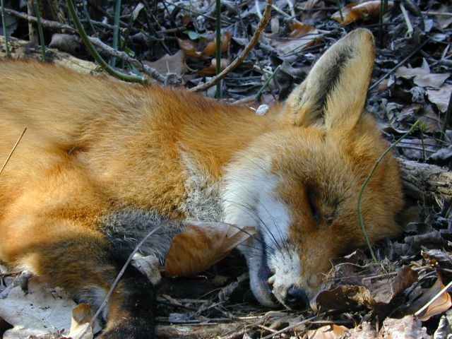 vulpes_vulpes1.jpg