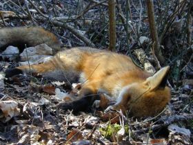 vulpes_vulpes_280.jpg
