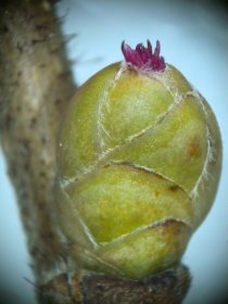 corylus_avellana_weiblich_280.jpg