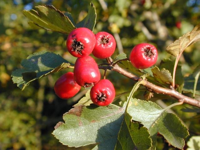 crataegus_laevigata.jpg