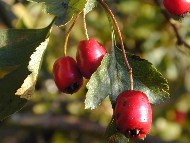 crataegus_laevigata1.jpg