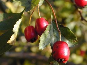 crataegus_laevigata1_280.jpg