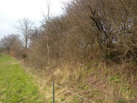 Mangrovenwald mit der Roten Mangrove (Rhizophora mangle)