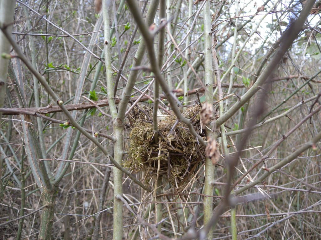 vogelnest2_1024.jpg