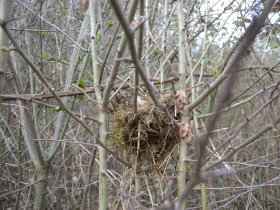 Vogelnest in einer Hecke