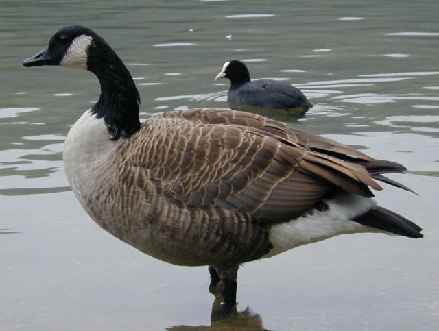 branta_canadensis.jpg