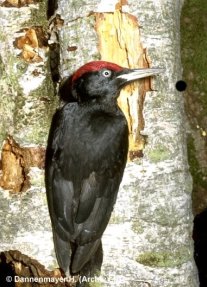 Schwarzspecht Dryocopus martius, Männchen, © H. Dannenmayer