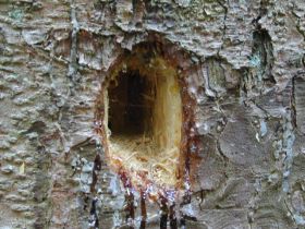 Typisch hochrundes, großes Einflugloch einer Schwarzspechthöhle