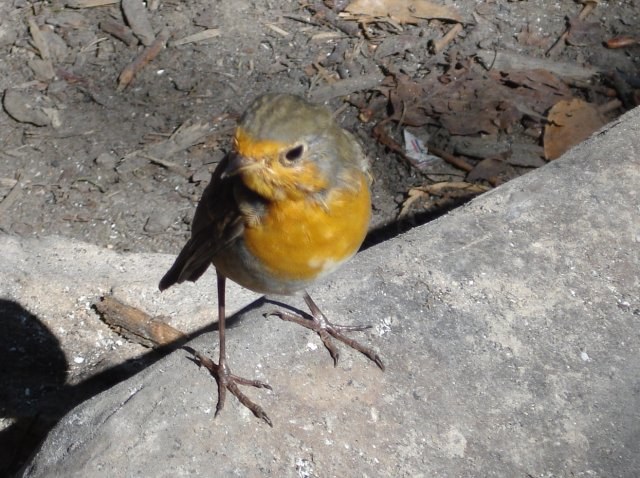 erithacus_rubecula_11_640.jpg