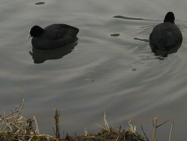 fulica_atra.jpg