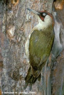 Grünspechtmännchen Picus viridis © W. Schubert