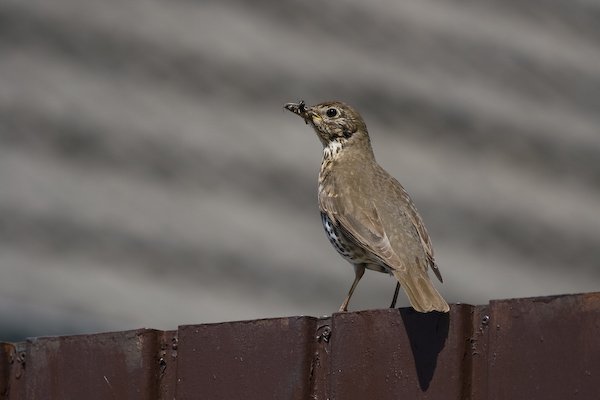 turdus_philomelos_benjamin_waldmann.jpg