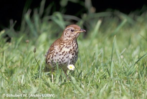 turdus_philomelos_schubert_w.jpg