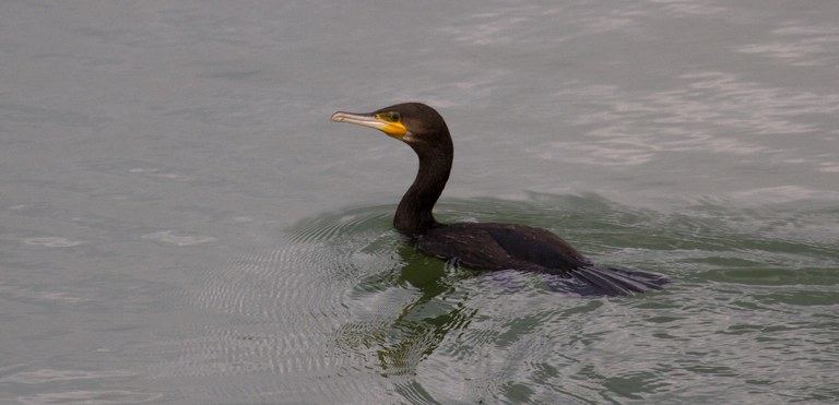 Kormoran