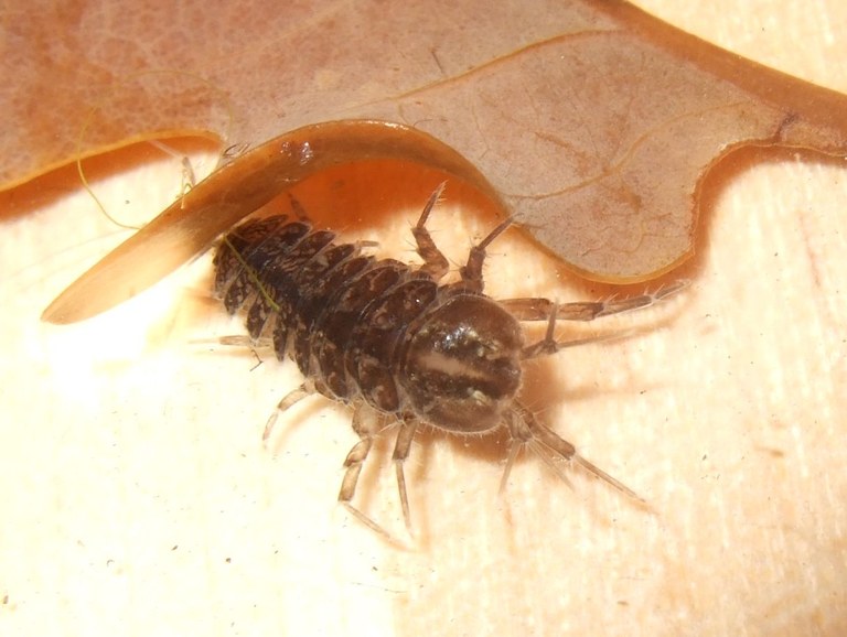 asellus_aquaticus2.jpg