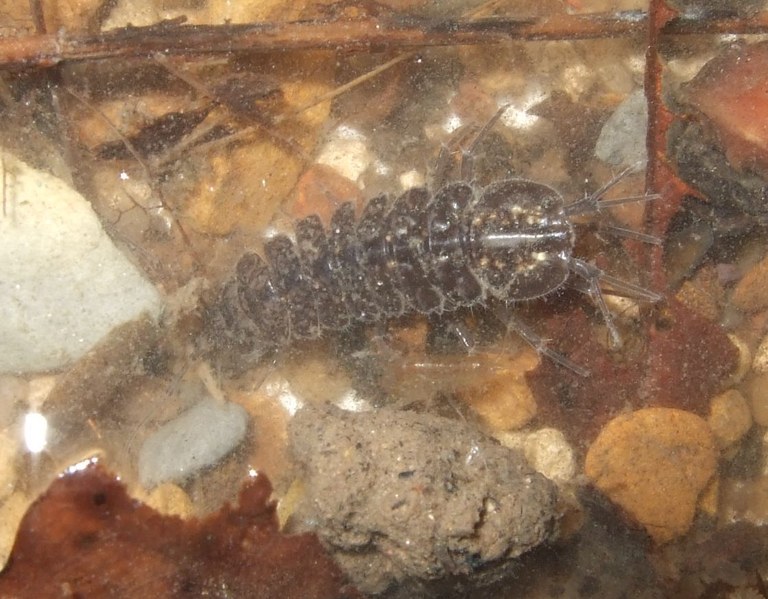 asellus_aquaticus3.jpg