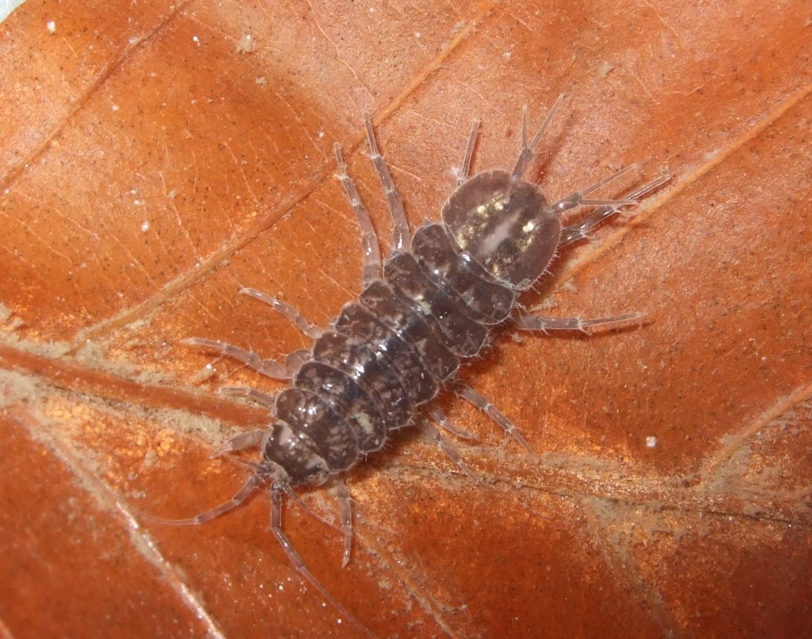 asellus_aquaticus4.jpg — Landesbildungsserver BadenWürttemberg