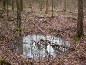 Wassergefüllter Bombentrichter im Wald