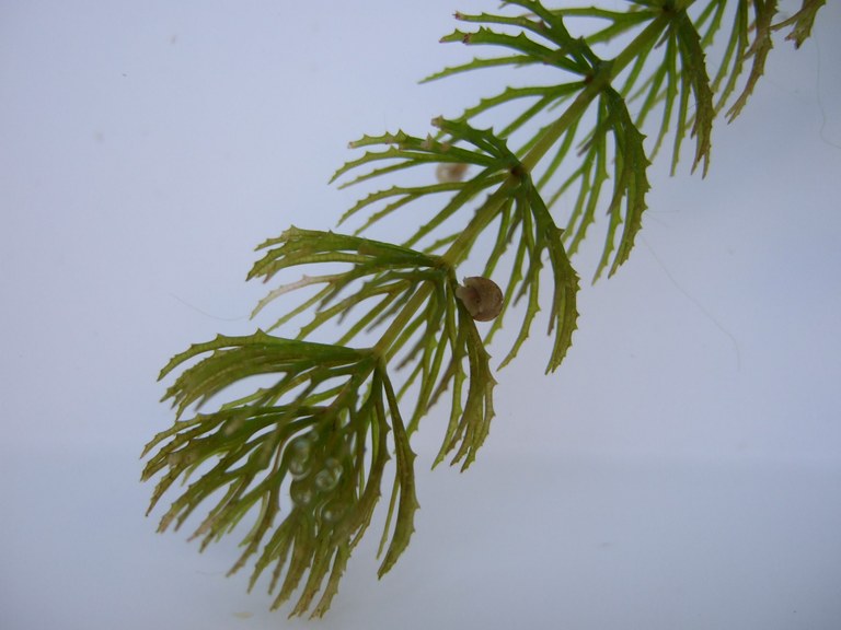 ceratophyllum2.jpg