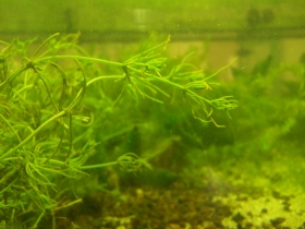 Die Armleuchteralge, eine Unterwasserpflanze
