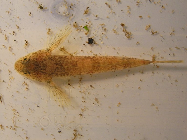 cottus_gobio10_1024.jpg