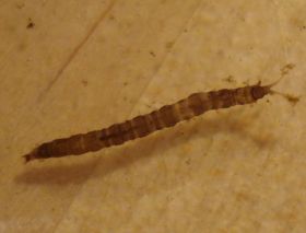 Larve von Dicranota bimaculata