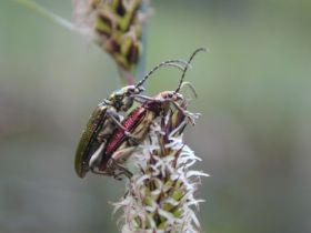 Schilfkäfer bei der Paarung